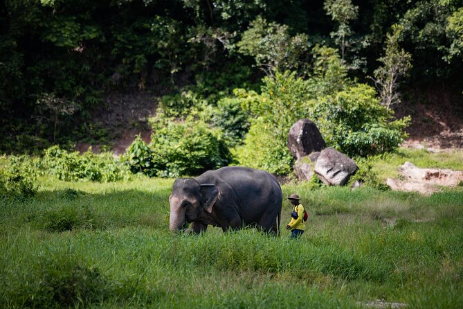 Walk and Feed at Bukit Elephant Park Phuket - Key Highlights You Should Know Before You Go