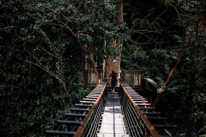 World B+ (Zipline 18 Platforms + Roller + Sky Walk with World Set Menu ) - The Roller Zipline: 800 meters of speed, curves, and tree-filtered adrenaline