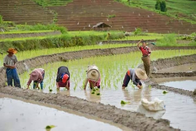 Wow! Doi Inthanon National Park Adventure, Lunch & Entry Included - Thai Hmong Community Market: quick snacks, local fruit, and small shopping wins