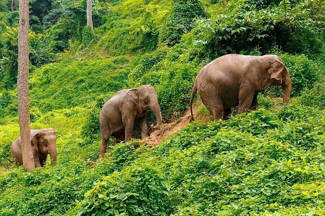 Zipline Experience in Phuket - Safety Rules That Matter Once You’re in the Harness