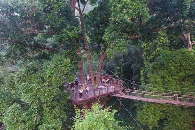 Zipline Ride on Koh Samui - What You’ll See From Above: Aerial Views Without the Theme-Park Feel
